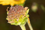 Purpledisk sunflower